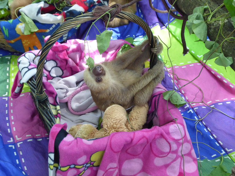 BABY SLOTHS!! There were about 6-7 of them.